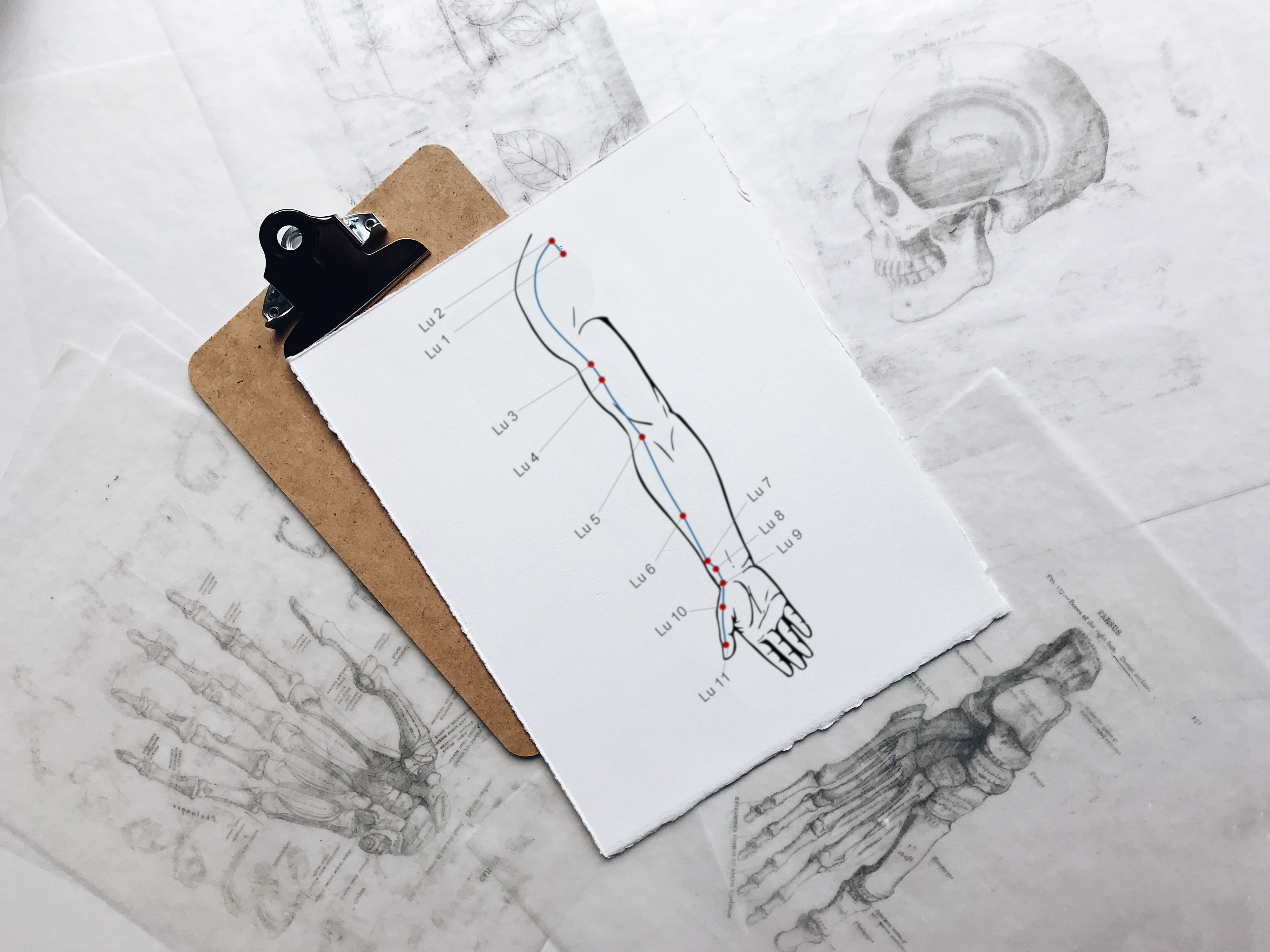 Kinesiologie